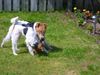 Foxterrier Drahthaar Foto: Timmie und Daisy im Garten (ID 32472) Foxterrier Drahthaar Hund