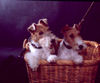 Foxterrier Drahthaar Foto: Wir ind sehr braf um so sitzen zu bleiben ! Timmie und Daisy Mutter und Tochter ! (ID 28056) Foxterrier Drahthaar Hund