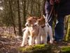 Foxterrier Drahthaar Foto: Wir beiden im sehr schonen wald (ID 30052) Foxterrier Drahthaar Hund