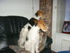 Foxterrier Drahthaar Foto: Wir behalten alles gut im auge ! (ID 27935) Foxterrier Drahthaar Hund