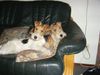 Foxterrier Drahthaar Foto: wir lieben uns so sehr uns beiden ! (ID 25610) Foxterrier Drahthaar Hund