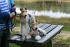 Foxterrier Drahthaar Foto: Wir lieben es um in den walt zu sein. (ID 34591) Foxterrier Drahthaar Hund