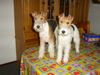 Foxterrier Drahthaar Foto: Wir durfen auf den tisch stehen ! Timmie und Daisy. (ID 31395) Foxterrier Drahthaar Hund