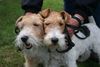 Foxterrier Drahthaar Foto: Wir beiden zusammen Timmie und Daisy Mutter und Tochter (ID 39409) Foxterrier Drahthaar Hund