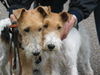 Foxterrier Drahthaar Foto: Wir lieben uns fur immer ! Daisy und Timmie. (ID 31641) Foxterrier Drahthaar Hund