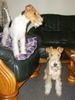 Foxterrier Drahthaar Foto: Mutter Timmie und Tochter Daisy ! (ID 31396) Foxterrier Drahthaar Hund