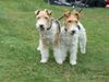 Foxterrier Drahthaar Hund