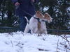 Foxterrier Drahthaar Foto: Wir beiden als Mutter und Tochter im schnee ! (ID 27019) Foxterrier Drahthaar Hund