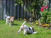 Foxterrier Drahthaar Foto: Zusammen spielen im garten (ID 32473) Foxterrier Drahthaar Hund