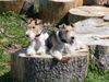 Foxterrier Drahthaar Foto: Timmie und Daisy auf eine baumstamme (ID 39229) Foxterrier Drahthaar Hund