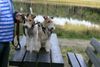 Foxterrier Drahthaar Foto: Das ist Mutter Timmie und Tochter Daisy ! (ID 34592) Foxterrier Drahthaar Hund