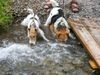 Foxterrier Drahthaar Foto: Spielen mit wasser ist sehr schon ! (ID 33299) Foxterrier Drahthaar Hund