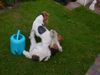 Foxterrier Drahthaar Foto: Mutter Timmie und Tochter Daisy ! (ID 32909) Foxterrier Drahthaar Hund