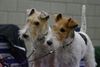 Foxterrier Drahthaar Foto: Mutter und Tochter zusammen (ID 45101) Foxterrier Drahthaar Hund