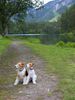 Foxterrier Drahthaar Foto: Die Fensteinsteinsee in Ossterreich ist sehr schon ! Timmie en Daisy (ID 33300) Foxterrier Drahthaar Hund