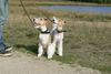 Foxterrier Drahthaar Foto: Die schonen natur zusammen belieben ! (ID 34593) Foxterrier Drahthaar Hund