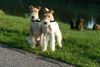 Foxterrier Drahthaar Foto: Das sind wir zusammen ! Timmie und Daisy ! (ID 34594) Foxterrier Drahthaar Hund