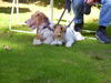 Foxterrier Drahthaar Foto: Timmie und Daisy Mutter und Tochter (ID 25325) Foxterrier Drahthaar Hund