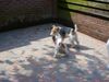 Foxterrier Drahthaar Foto: spielen das kunnen wir sehr gut zusammen (ID 26356) Foxterrier Drahthaar Hund