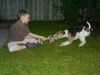 Foxterrier Drahthaar Foto: zusammen spielen daB find ich sehr schon (ID 22668) Foxterrier Drahthaar Hund