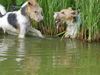 Foxterrier Drahthaar Foto: Wir beiden spielen mit wasser sehr gerne. TIMMIE EN SNORKEL . (ID 23756) Foxterrier Drahthaar Hund