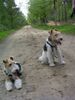 Foxterrier Drahthaar Foto: wir beiden sind mude von eine spaziergang durch den wald und mochte nicht mehr weiter gehen ! Timmie en Snorkel. (ID 23789) Foxterrier Drahthaar Hund