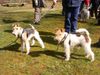 Foxterrier Drahthaar Foto: wir beiden finden es schon um so zu schauen auf diese welt (ID 23757) Foxterrier Drahthaar Hund