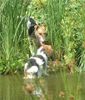 Foxterrier Drahthaar Foto: In diese garten sind wir beiden sehr gerne. (ID 29790) Foxterrier Drahthaar Hund