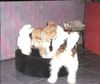 Foxterrier Drahthaar Foto: Die beste freunde (ID 22612) Foxterrier Drahthaar Hund
