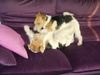 Foxterrier Drahthaar Foto: wir lieben es zusammen spielen (ID 25763) Foxterrier Drahthaar Hund