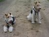 Foxterrier Drahthaar Foto: wir sind freunde fur das ganze leben ! (ID 23758) Foxterrier Drahthaar Hund