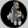 Foxterrier Drahthaar Foto: wir zwei sind die beste freunde zusammen (ID 23528) Foxterrier Drahthaar Hund
