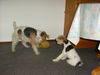 Foxterrier Drahthaar Foto: Meine Mutter Timmie mit ihren Tochter Tessa ! (ID 23609) Foxterrier Drahthaar Hund