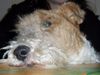 Foxterrier Drahthaar Foto: Ich geniebe ! (ID 28609) Foxterrier Drahthaar Hund