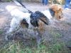 Foxterrier Drahthaar Foto: Bin ich nicht eine sehr schone foxterrier (ID 25471) Foxterrier Drahthaar Hund