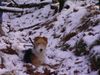 Foxterrier Drahthaar Foto: Ich finde diese schnee sehr schon aber kalt (ID 22751) Foxterrier Drahthaar Hund