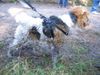 Foxterrier Drahthaar Foto: Ich bin doch eine schone drahthaar foxterrier oder nicht ? (ID 25455) Foxterrier Drahthaar Hund