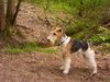 Foxterrier Drahthaar Foto: Ein schones stuck natur das finde ich das ende (ID 23759) Foxterrier Drahthaar Hund