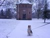 Foxterrier Drahthaar Foto: es is kalt in diese schnee aber auch sehr schon (ID 22642) Foxterrier Drahthaar Hund