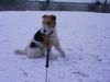 Foxterrier Drahthaar Foto: spielen im schnee is das schonte was es gibt ! (ID 23529) Foxterrier Drahthaar Hund