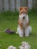 Foxterrier Drahthaar Foto: Der sehr schone Timmie im garten kan er sehr gut warten ! (ID 32910) Foxterrier Drahthaar Hund