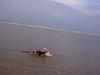 Foxterrier Drahthaar Foto: Sehr fiel wasser um sich ab zu kuhlen ! (ID 23463) Foxterrier Drahthaar Hund