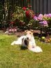 Foxterrier Drahthaar Foto: Rote Rosen und schone blumen in diese garten da fuhle ich mich immer sehr wohl (ID 23379) Foxterrier Drahthaar Hund
