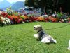 Foxterrier Drahthaar Foto: Ich fur diese sehr schone bloemen im park (ID 39223) Foxterrier Drahthaar Hund