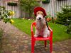 Foxterrier Drahthaar Foto: Meine eigene stuhl im schone garten ! (ID 26980) Foxterrier Drahthaar Hund
