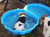 Foxterrier Drahthaar Foto: Das ist eine herliche abkuhlung mit das heiBe Wetter ! (ID 32475) Foxterrier Drahthaar Hund