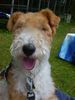 Foxterrier Drahthaar Foto: Ich kan alles so gut anschauwen und warten bis ich was bekomme ! (ID 23740) Foxterrier Drahthaar Hund