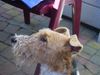 Foxterrier Drahthaar Foto: ich behalte alles gut im auge und schaue gerne nach alles was ich sehe. (ID 26571) Foxterrier Drahthaar Hund