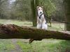Foxterrier Drahthaar Foto: Die schone natur anschauen ist sehr schon (ID 31294) Foxterrier Drahthaar Hund