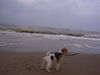 Foxterrier Drahthaar Foto: so viel wasser das ist schon und ich fuhle mich ganz wol hier (ID 23334) Foxterrier Drahthaar Hund